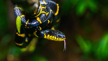 Mangrove snake, U , Tropical reptile, Colorful scales HD wallpaper