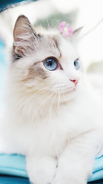 Cute cats, Adorable duo, Furry companions, Wholesome pets HD phone wallpaper