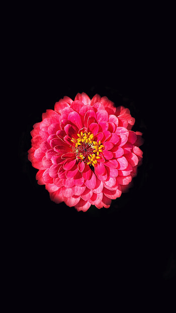 Flowers, Flower, Petals, hop, Zinnia HD phone wallpaper