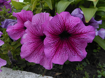 Flowers, Leaves, Close-Up, Flower Bed, Flowerbed HD wallpaper