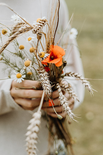 Flowers, Cones, Camomile, Bouquet, Spikelets, Poppy HD phone wallpaper