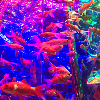Feesh Tink, pink, liquid, fish HD phone wallpaper