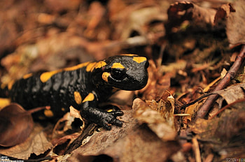 Salamander species diversity, Amazing amphibians, Nature's wonders, Exquisite patterns HD wallpaper