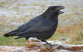 Crow and raven comparison, Majestic birds, Avian beauty, Wildlife wonder HD wallpaper