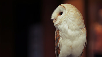 Stunning owl graphy, Full beauty, Mobile HD wallpaper