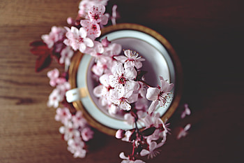 Pink orchid, flowers, bloom HD wallpaper