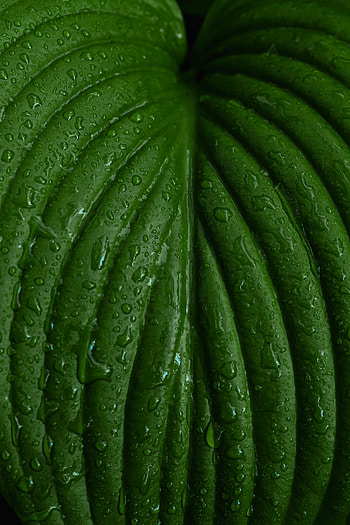 Drops, Plant, Macro, Sheet, Leaf HD phone wallpaper