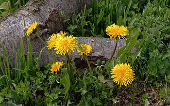 Dandelions, log, yellow, flowers, spring HD wallpaper