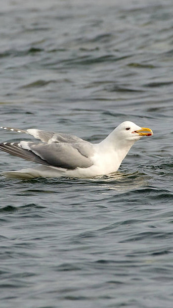 Glaucous, Russian Birds HD phone wallpaper