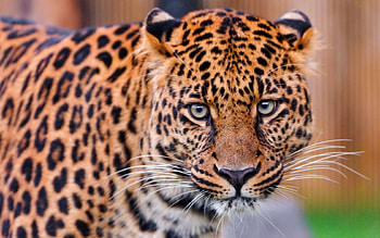 Animals, Leopard, Spotty, Spotted, Predator, Big Cat, Color HD wallpaper