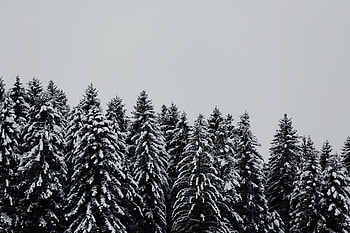 Trees, forest, winter, snow layer, nature HD wallpaper