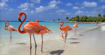 Aruba Island, Calling to paradise, Intoxicating beauty, Caribbean dreams HD wallpaper