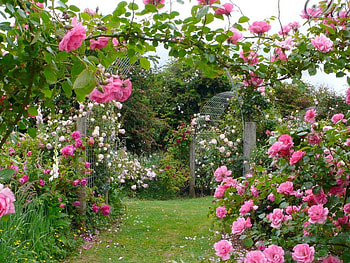 rose garden, rose, garden, flowers, arch HD wallpaper