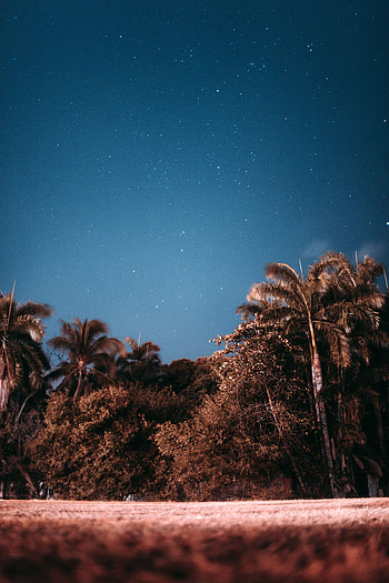 Nature, Sky, Stars, Palms, Evening HD phone wallpaper