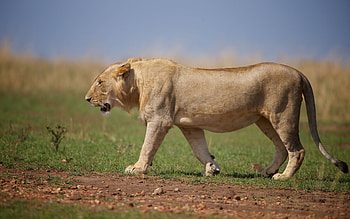 Animals, Lion, Predator, Beast, Wild Cat, Wildcat HD wallpaper
