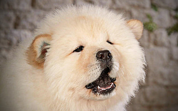 Chow Chow close-up, Furry dog, Small puppy, Adorable pet HD wallpaper
