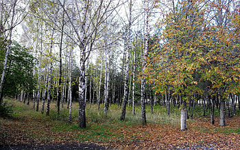 Landscape, Trees HD wallpaper