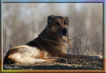 Duncan, animals, dogs, nature, friend HD wallpaper