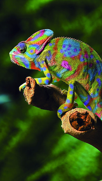 Chameleon, Green Blue HD phone wallpaper