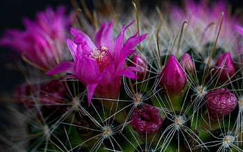 Flower, Macro, Cactus, Thorns, Prickles HD wallpaper