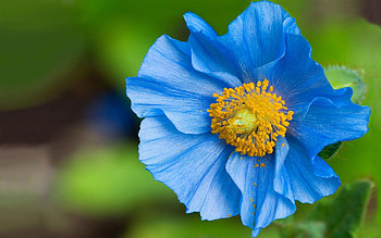Plants, Flowers HD wallpaper