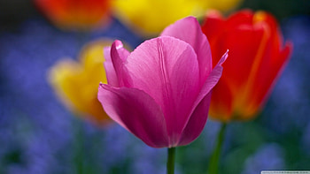 Beautiful Tulips, blue, color, yellow, red, nature, flowers, mauve, tulips HD wallpaper