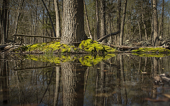Swamp, trees, forest, water HD wallpaper