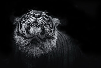 Tiger Monochrome , tiger, animals, monochrome, black-and-white HD wallpaper