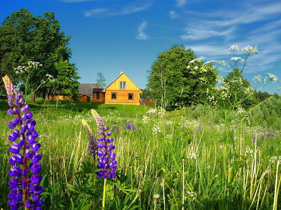 Summer in countryside, blue, colorful, peaceful, serenity, nice, trees, greenery, calm, house, meadow, beautiful, grass, cabin, pretty, field, green, lupine, clouds, nature, sky, flowers, cottage, lovely, countryside HD wallpaper