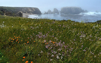Nature, Flowers, Grass, Sea, Rocks HD wallpaper
