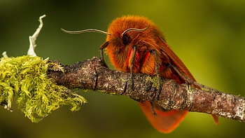 Breath-taking moth , High-resolution , Ideal backgrounds, Stunning visual impact HD wallpaper