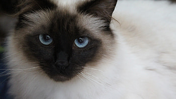 Close-up, Birman HD wallpaper