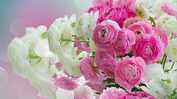 Garden Roses, Flower Bouquet HD wallpaper