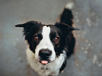 Funny, Animals, Dog, Muzzle, Protruding Tongue, Tongue Stuck Out HD wallpaper