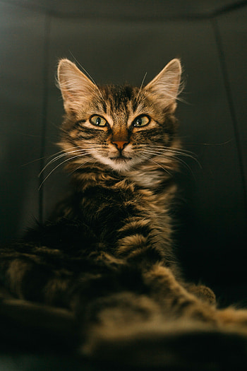 Animals, Cat, Muzzle, Sight, Opinion, Cunning, Sly HD phone wallpaper