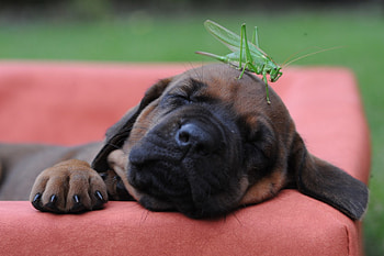 Deep sleep, puppy, cute, adorable, pet, sleeping, grasshopper HD wallpaper