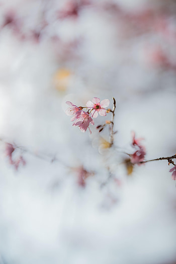 Flowers, Sakura, Macro, Branch HD phone wallpaper