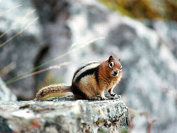 Cute Squirrel, cute, beautiful, , squirrel HD wallpaper
