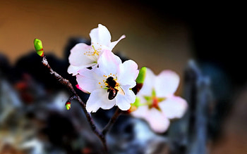 Flower, Macro, Bloom, Flowering, Bee, Pollination HD wallpaper