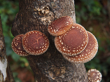 Letter from the farm, Sustainable, Seeking, Shiitake HD wallpaper