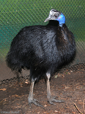 Dwarf cassowary , Casuarius bennetti species, Unique bird graphy, Intriguing avian discovery HD phone wallpaper