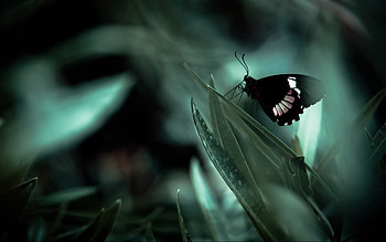 Grass, Macro, Dark, Shadow, Butterfly HD wallpaper