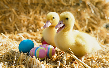Two Cute Ducklings, cute, eggs, ducklings, nice HD wallpaper