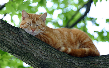 Animals, Cats HD wallpaper
