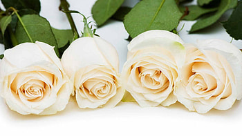 Flowers, Roses, Buds, Row, Charm HD wallpaper
