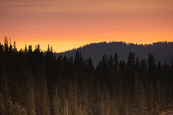 Landscape, Nature, Trees, Sunset, Twilight, Forest, Dusk HD wallpaper