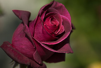 Flowers, Drops, Rose Flower, Rose, Petals, Bud HD wallpaper