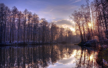 Nature, Trees, Sun, Lake, Reflection, Morning HD wallpaper