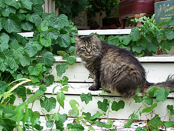 cat, garden, pet, green HD wallpaper