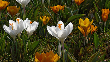 White and Yellow Crocuses, garden, plants, petals, blossoms, spring HD wallpaper